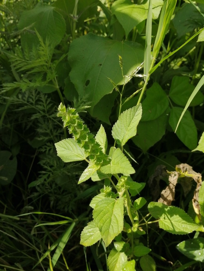 Acalypha salvadorensis photo 5