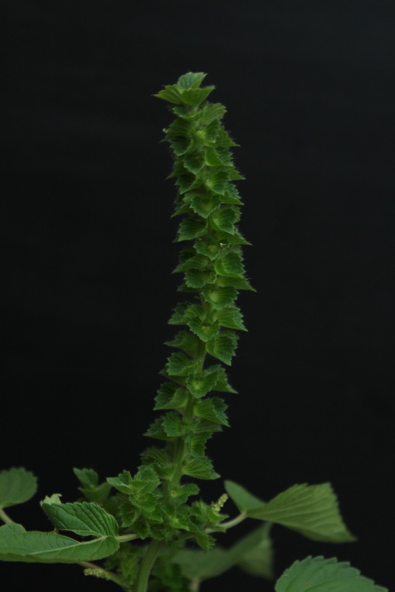 Acalypha salvadorensis photo 6