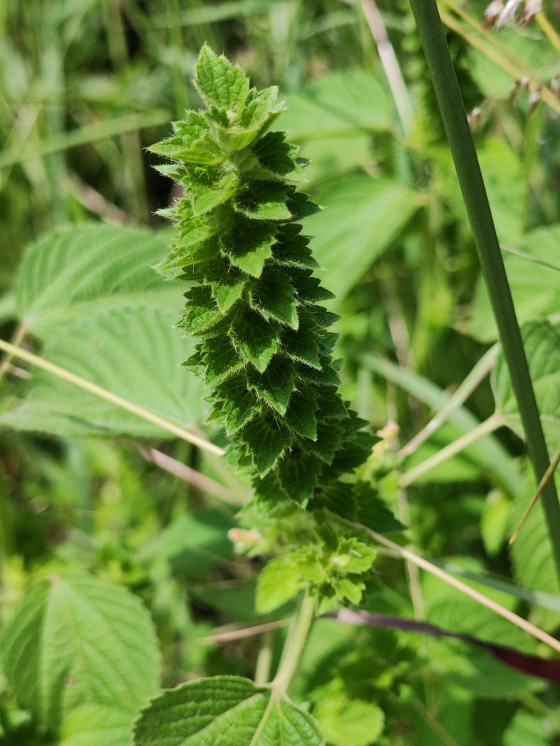 Acalypha salvadorensis photo 7