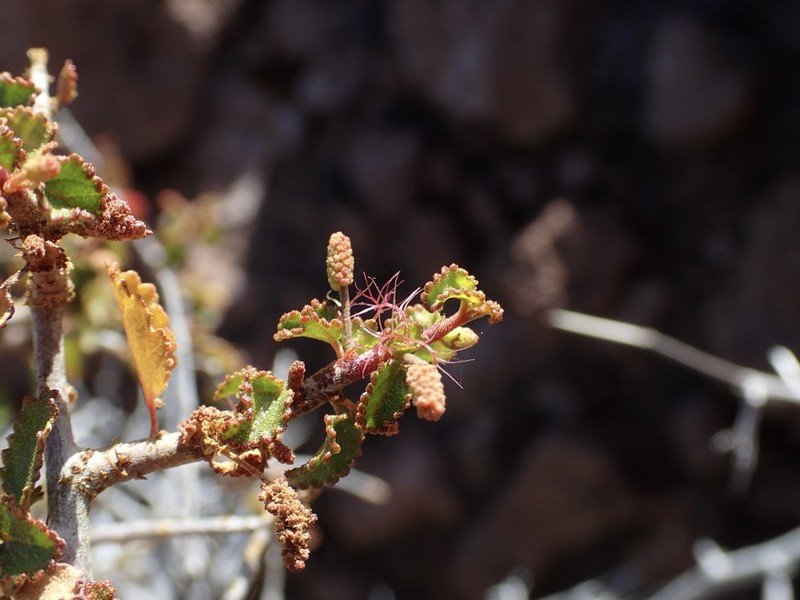 Acalypha saxicola