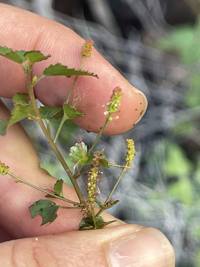Acalypha saxicola photo 2