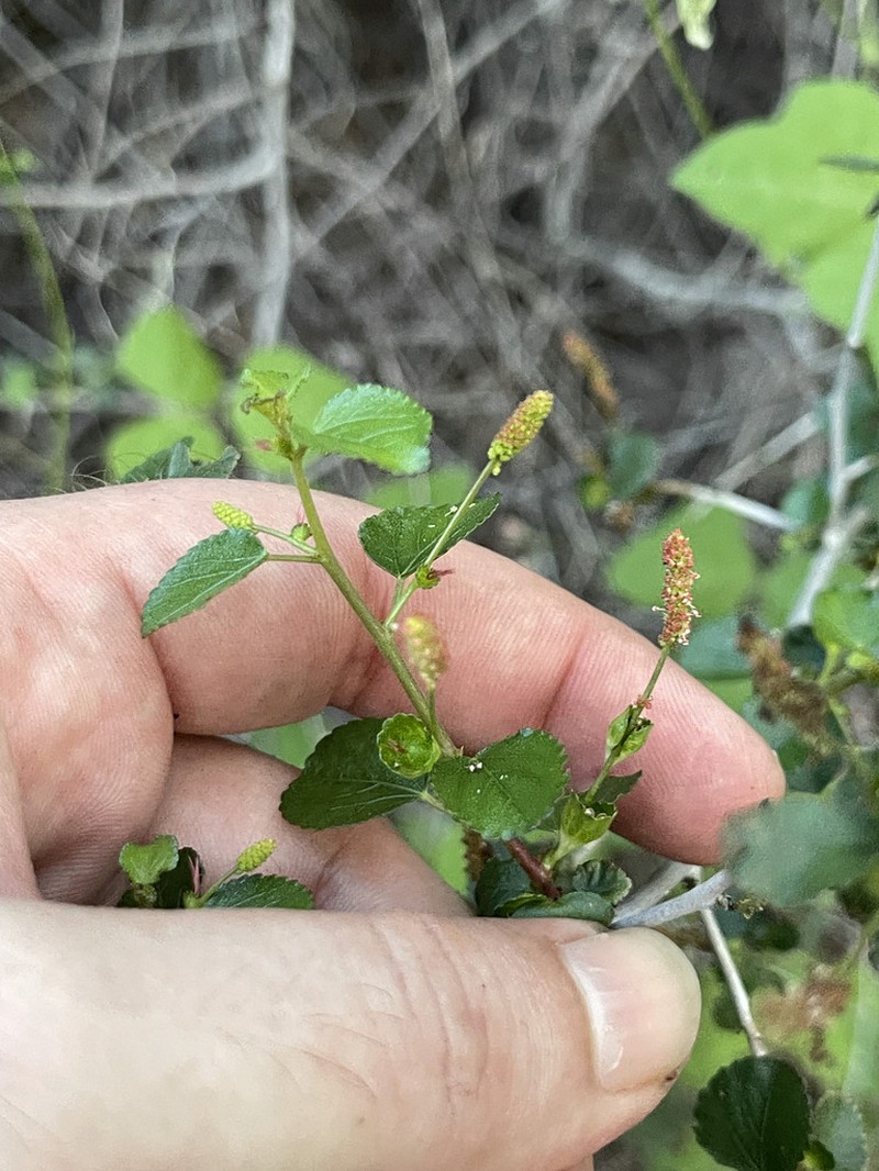 Acalypha saxicola photo 3
