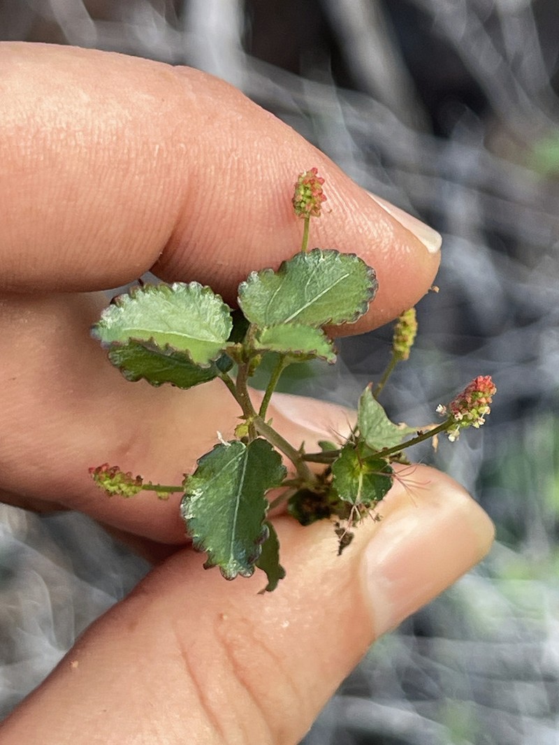 Acalypha saxicola photo 4