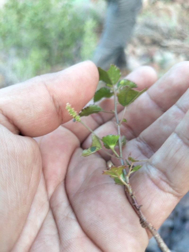 Acalypha saxicola photo 5