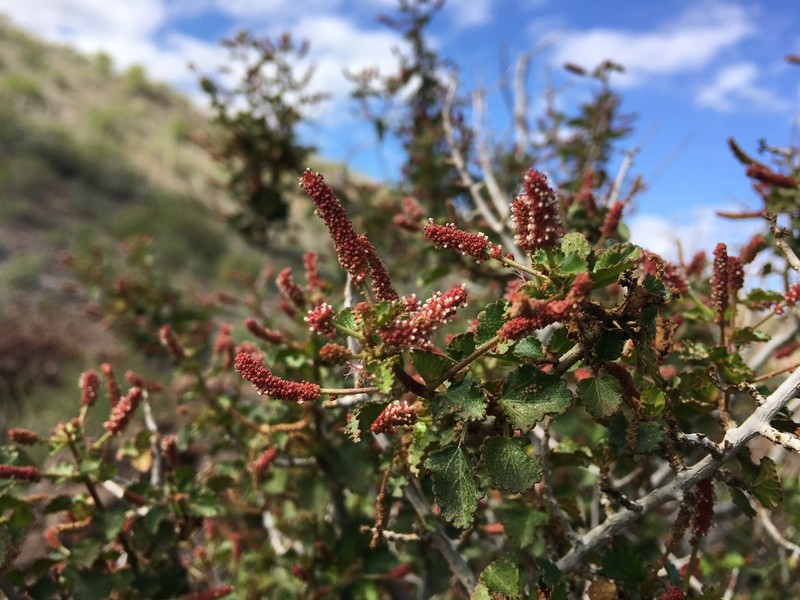Acalypha saxicola photo 6