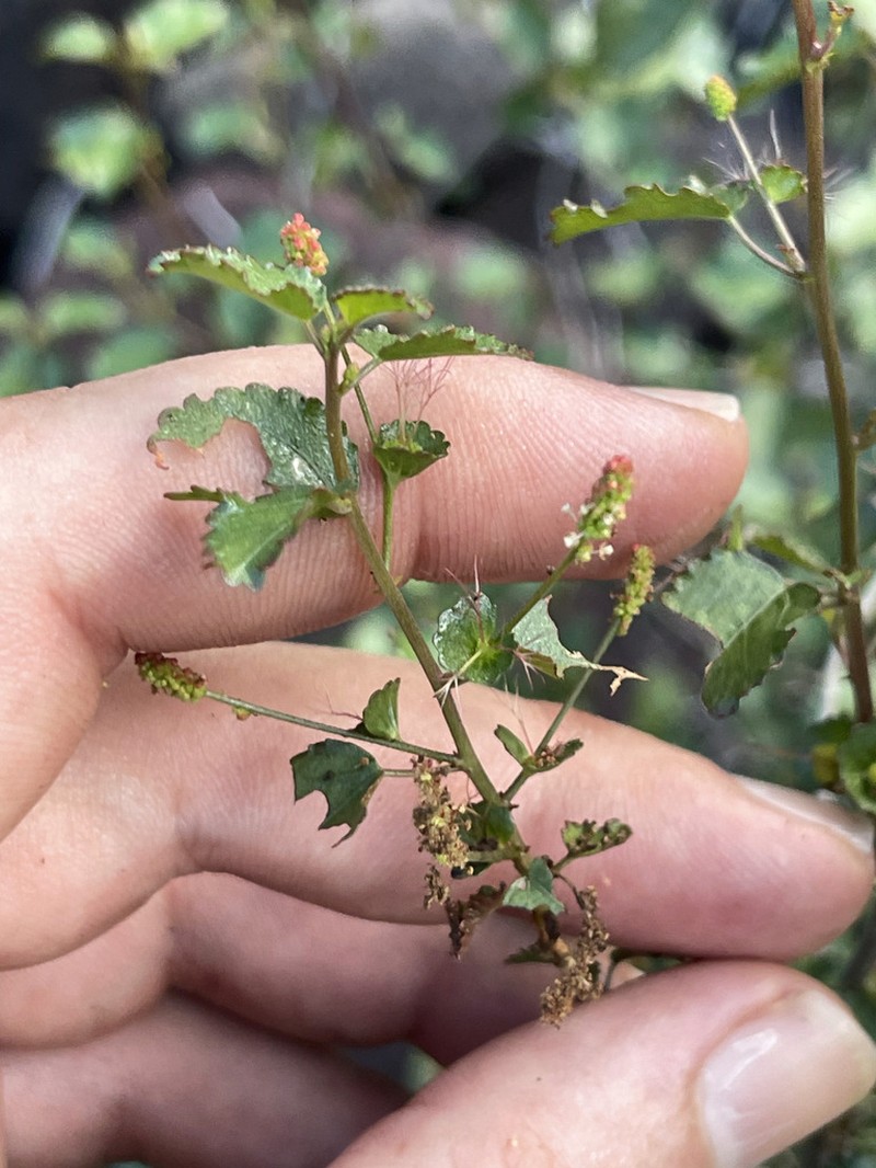 Acalypha saxicola photo 8