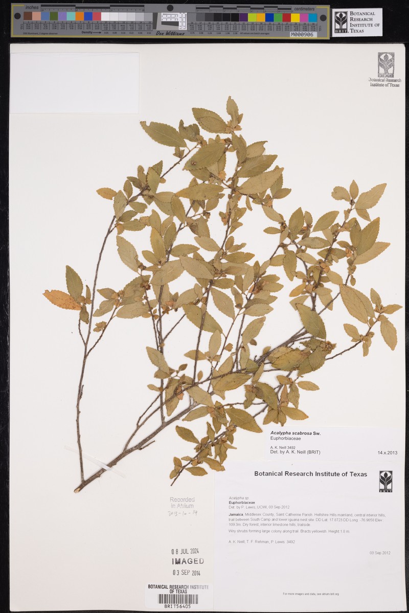 Acalypha scabrosa