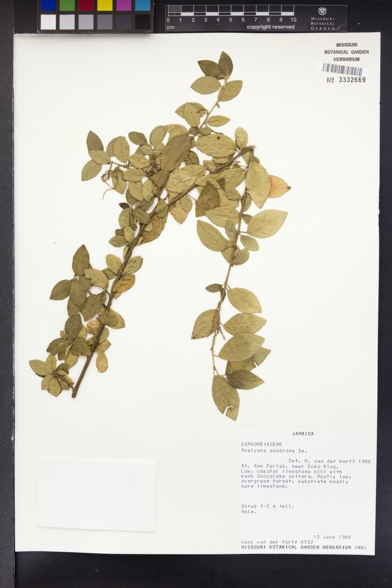 Acalypha scabrosa photo 2
