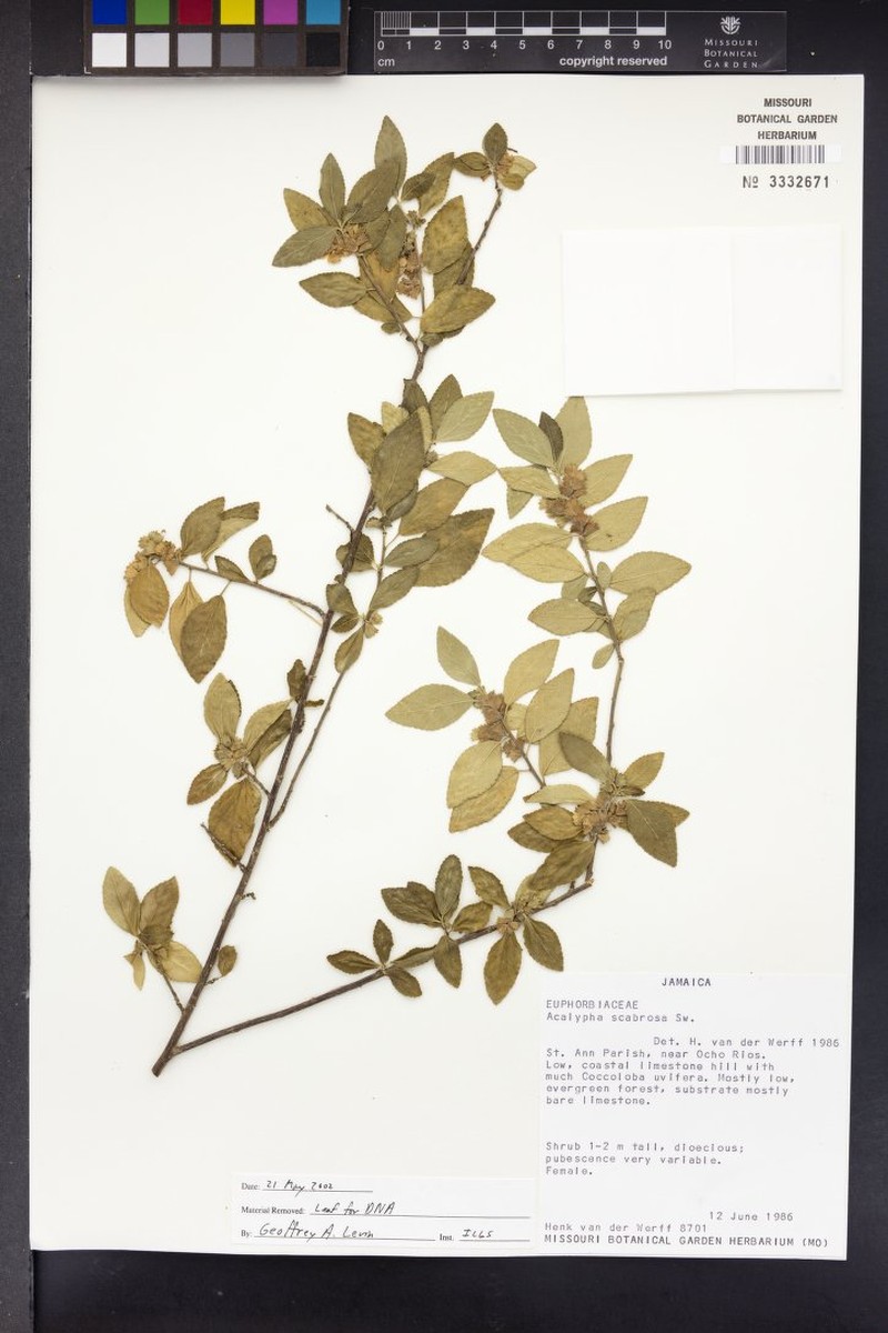 Acalypha scabrosa photo 3