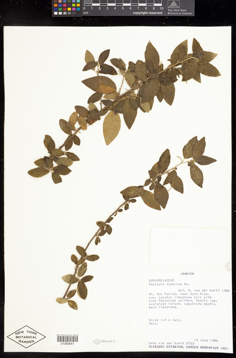 Acalypha scabrosa photo 4