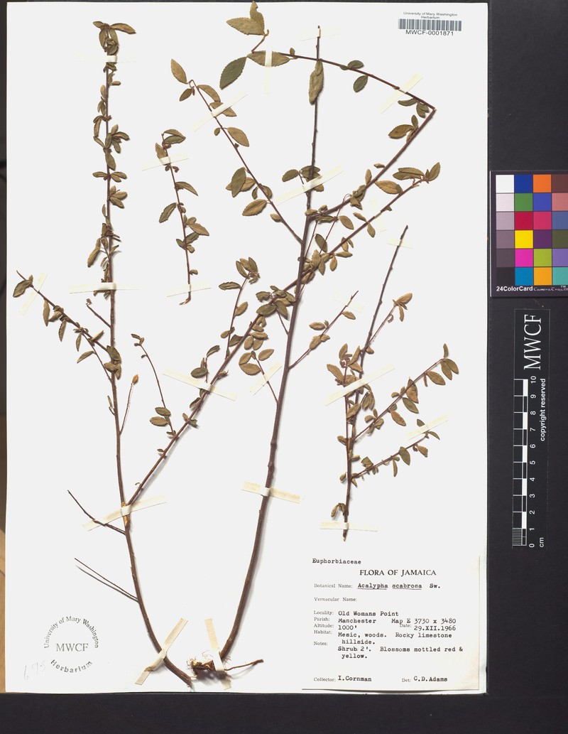 Acalypha scabrosa photo 5