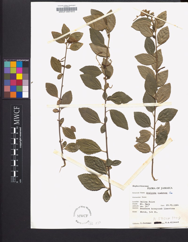 Acalypha scabrosa photo 6