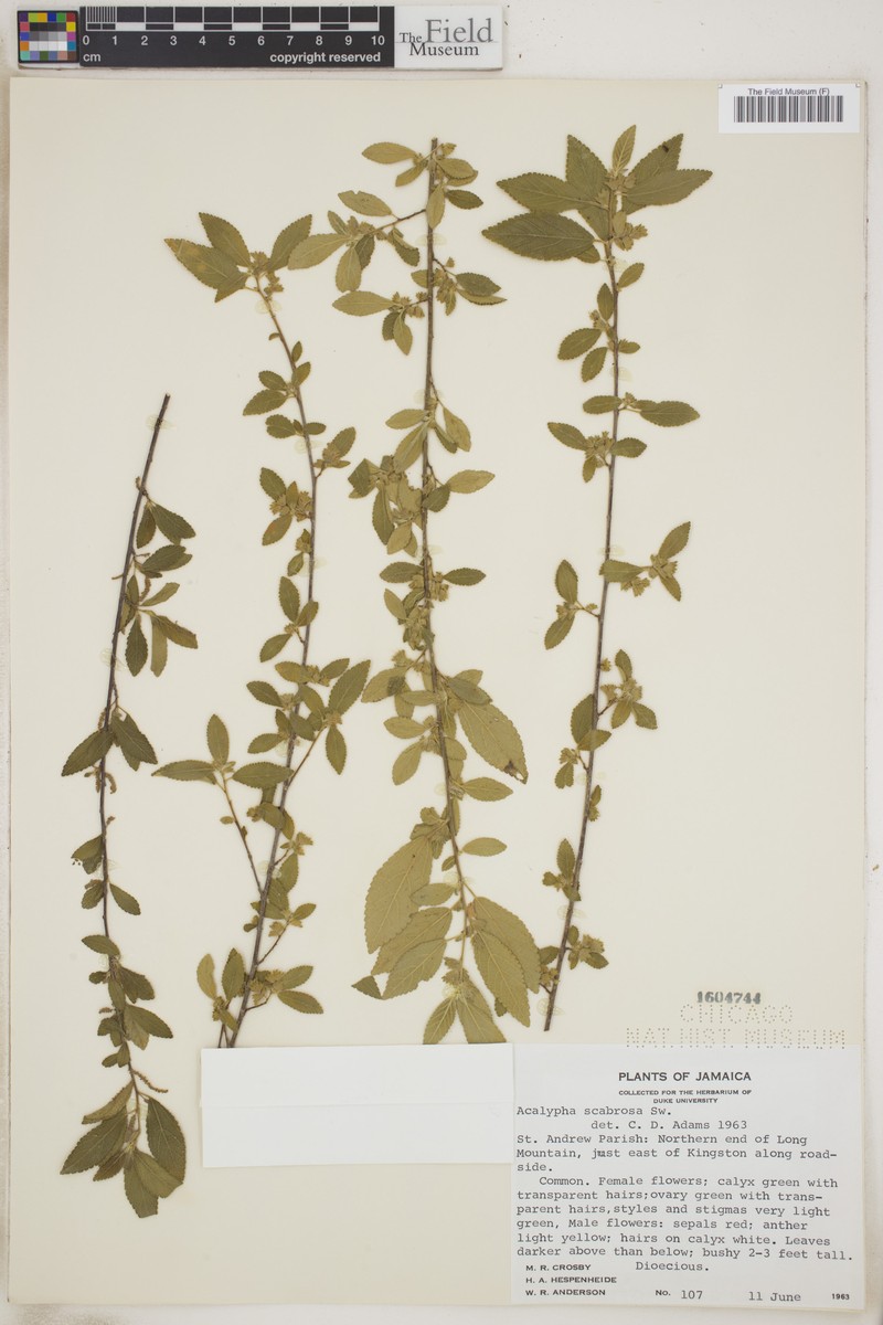 Acalypha scabrosa photo 7
