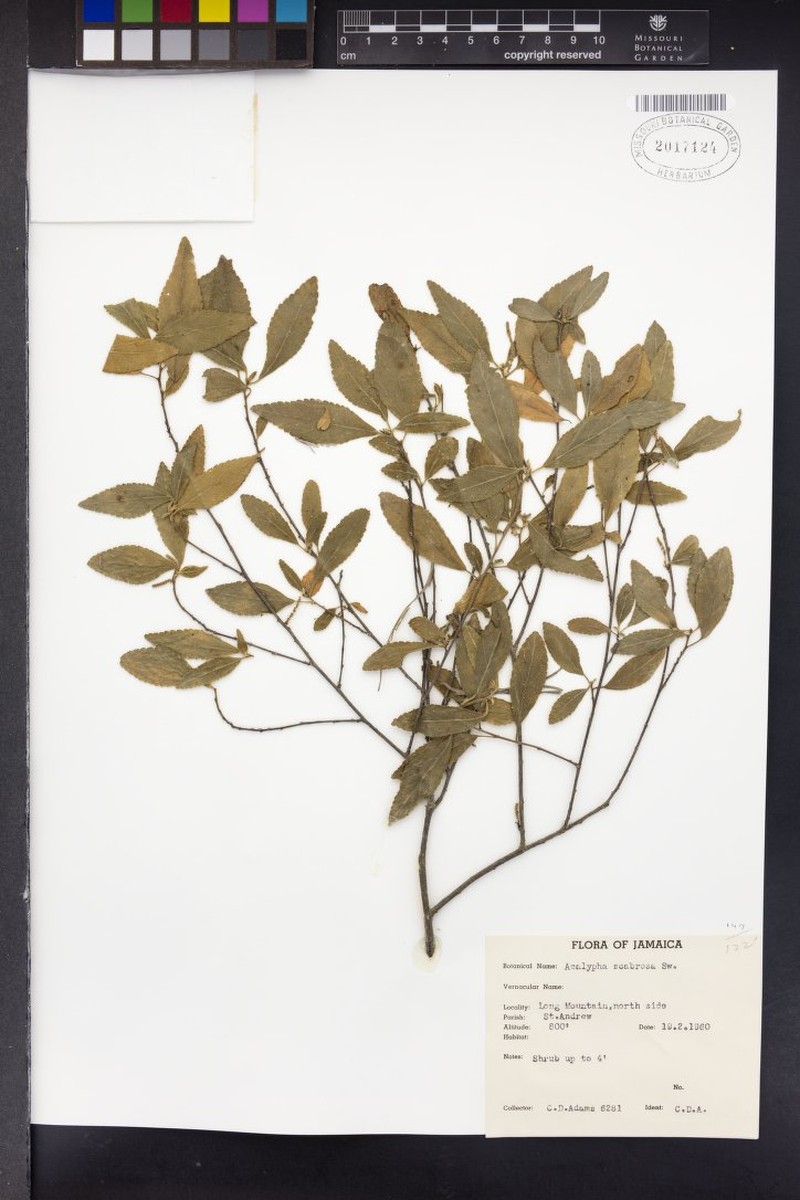 Acalypha scabrosa photo 8