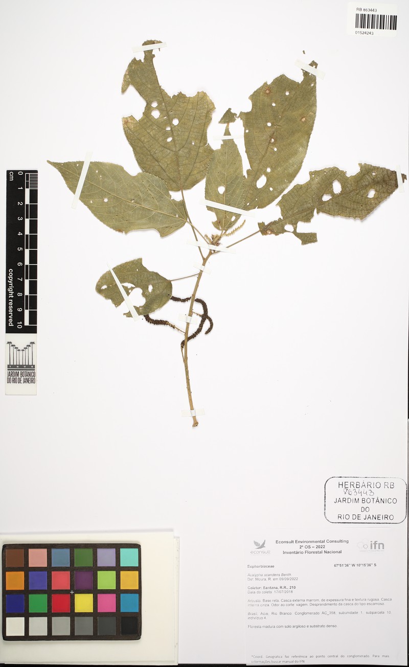 Acalypha scandens