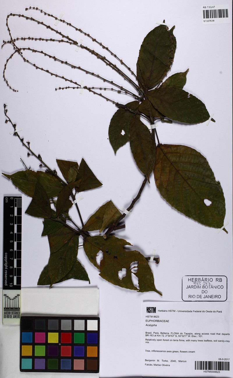 Acalypha scandens photo 2