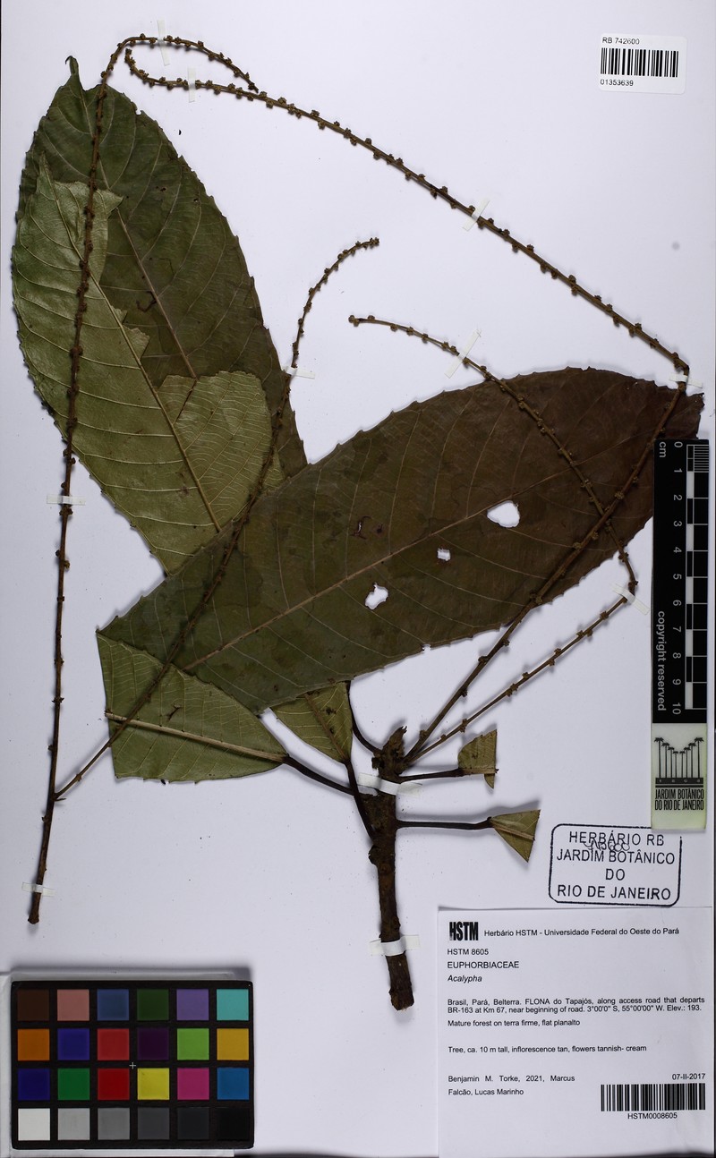 Acalypha scandens photo 3