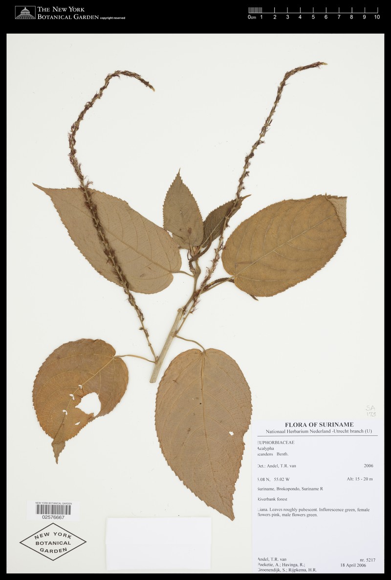 Acalypha scandens photo 4