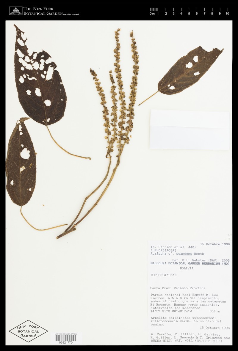 Acalypha scandens photo 5
