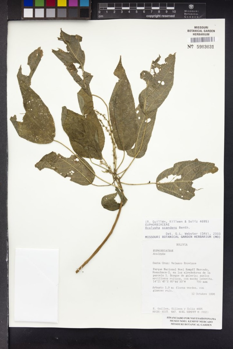 Acalypha scandens photo 6