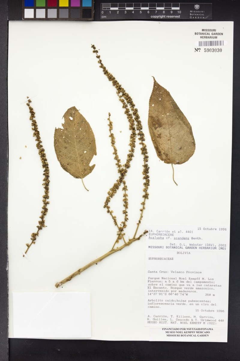 Acalypha scandens photo 7