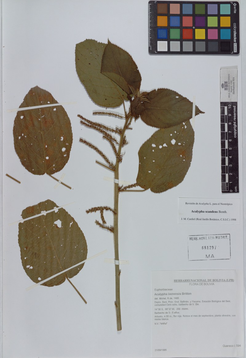 Acalypha scandens photo 8