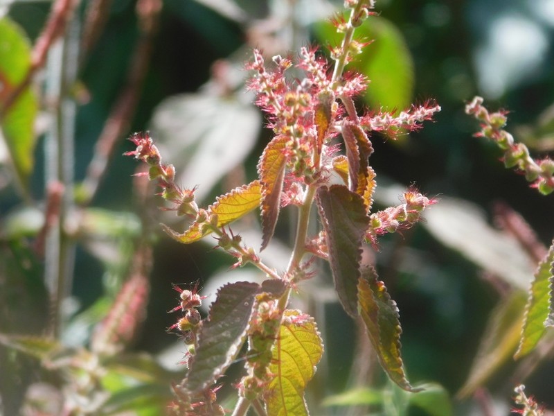 Acalypha schiedeana