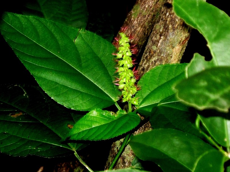 Acalypha schiedeana photo 2