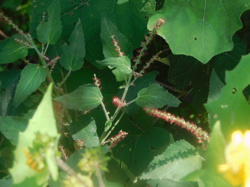 Acalypha schiedeana photo 3
