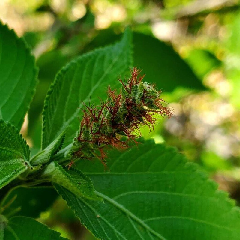 Acalypha schiedeana photo 4