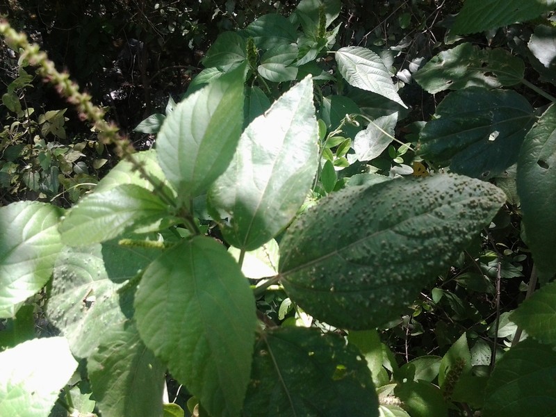 Acalypha schiedeana photo 5