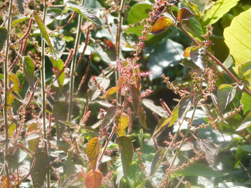 Acalypha schiedeana photo 6