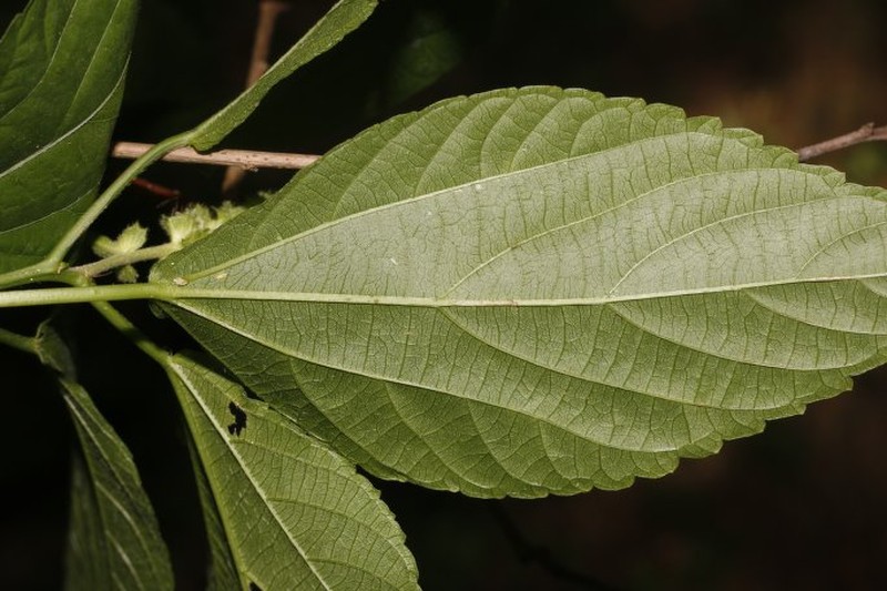 Acalypha schiedeana photo 8