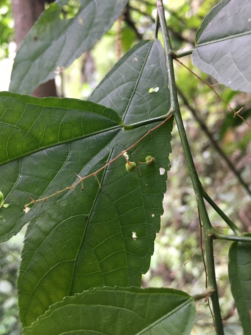 Acalypha schlechtendaliana