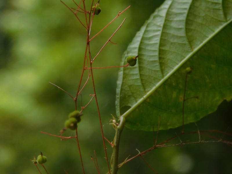 Acalypha schlechtendaliana photo 2