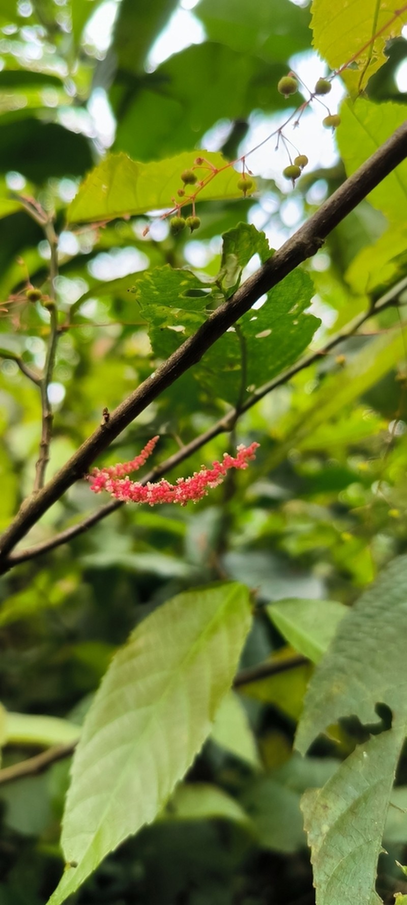 Acalypha schlechtendaliana photo 3
