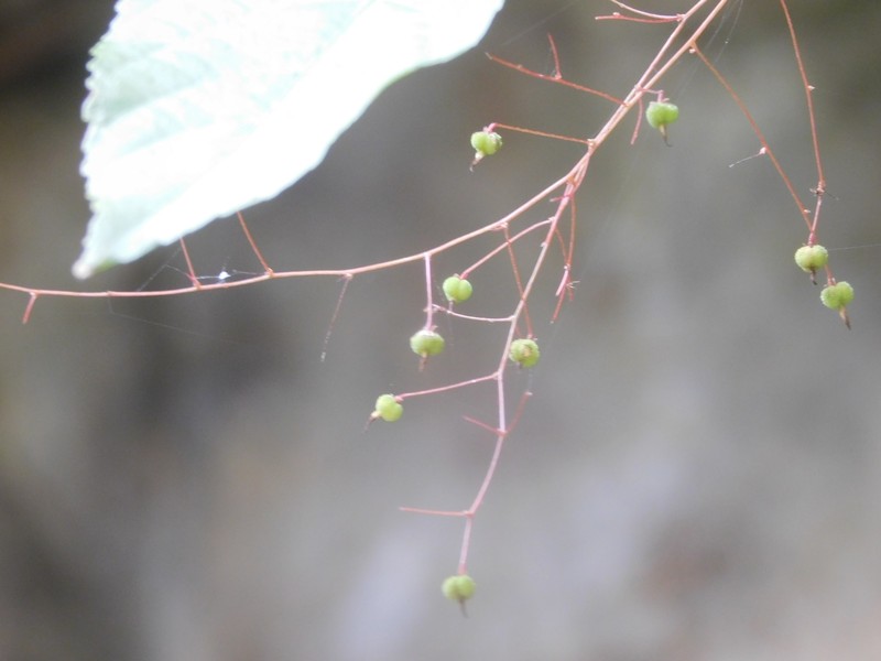 Acalypha schlechtendaliana photo 6