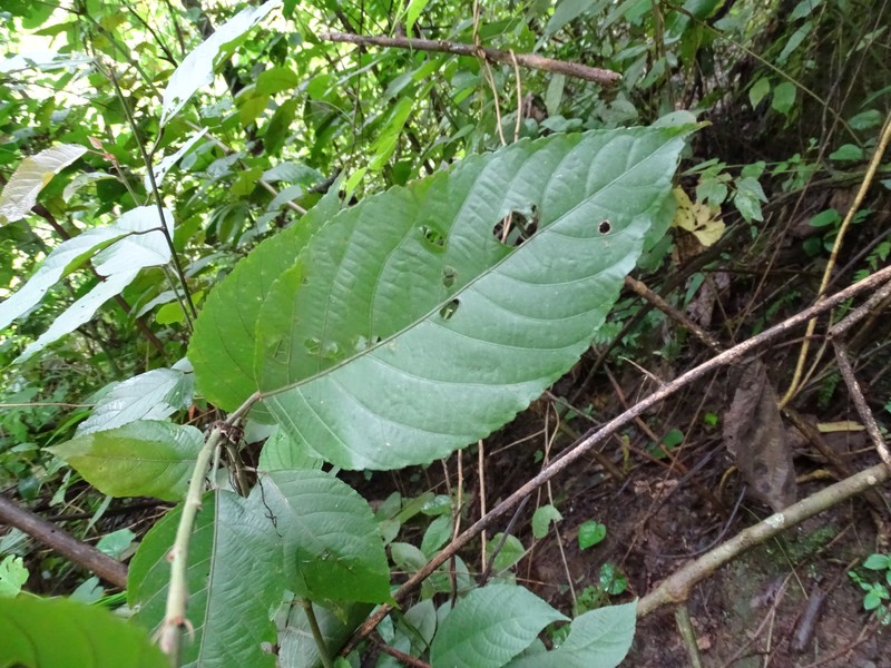 Acalypha schlechtendaliana photo 7