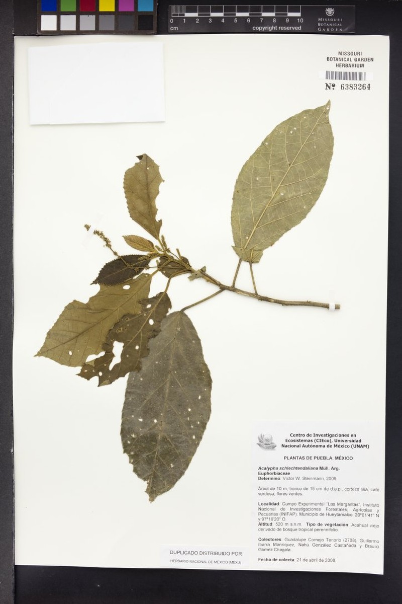Acalypha schlechtendaliana photo 8