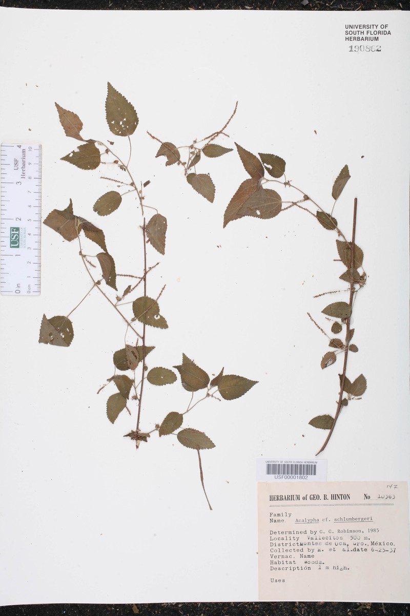 Acalypha schlumbergeri