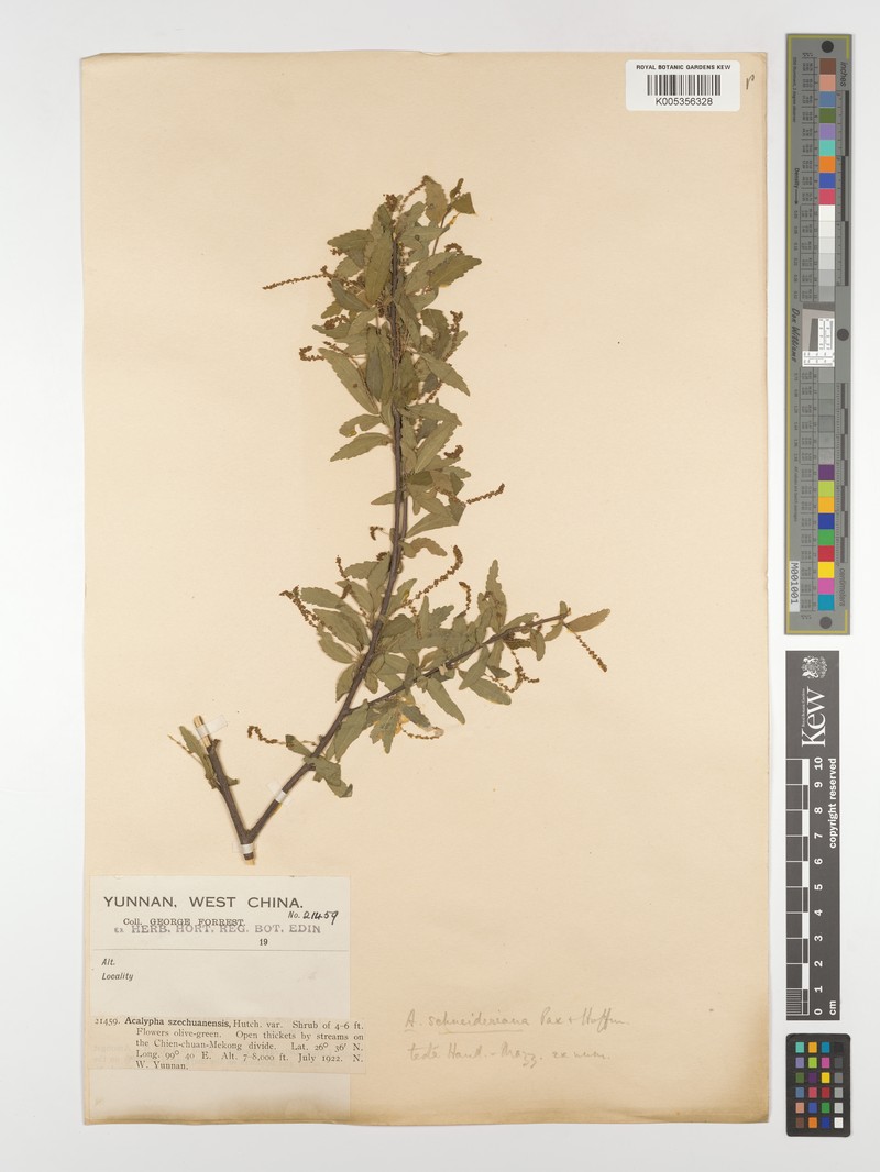 Acalypha schneideriana