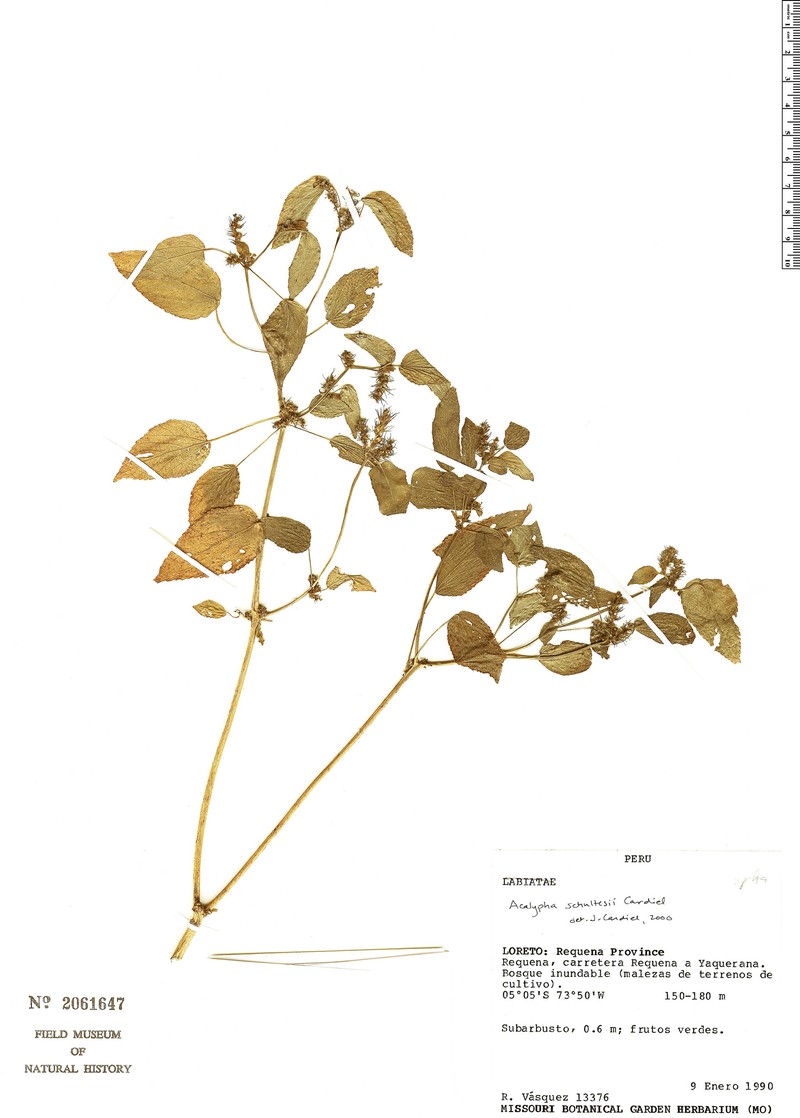Acalypha schultesii