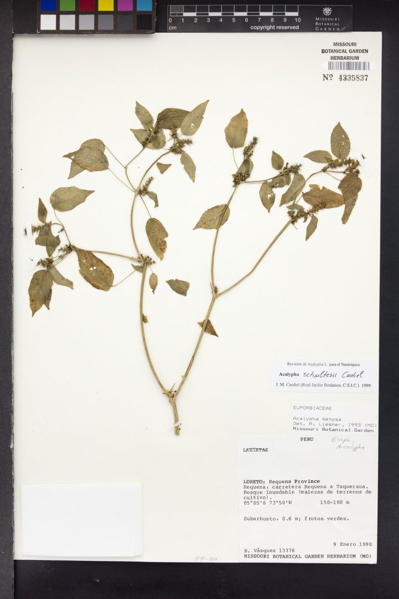 Acalypha schultesii photo 2