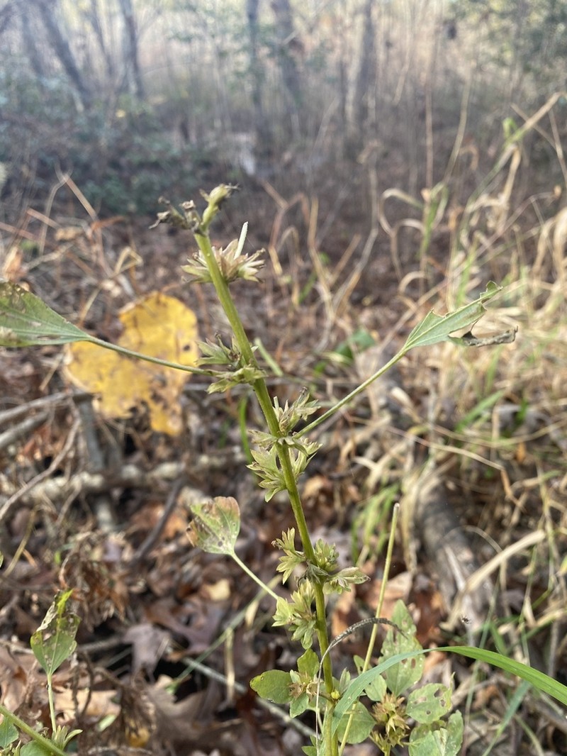 Acalypha segetalis photo 2