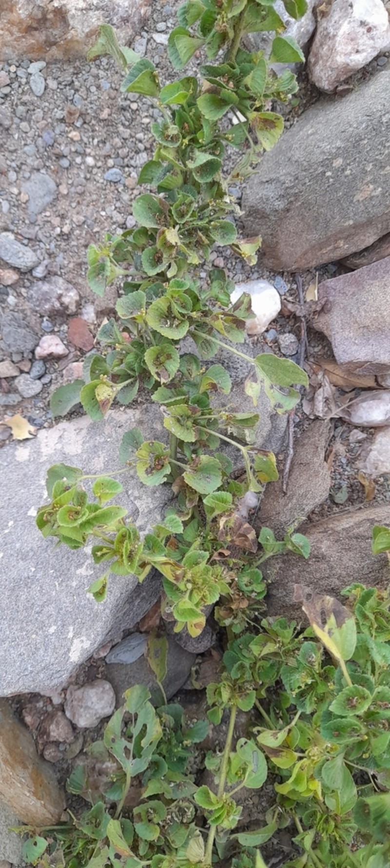 Acalypha segetalis photo 3