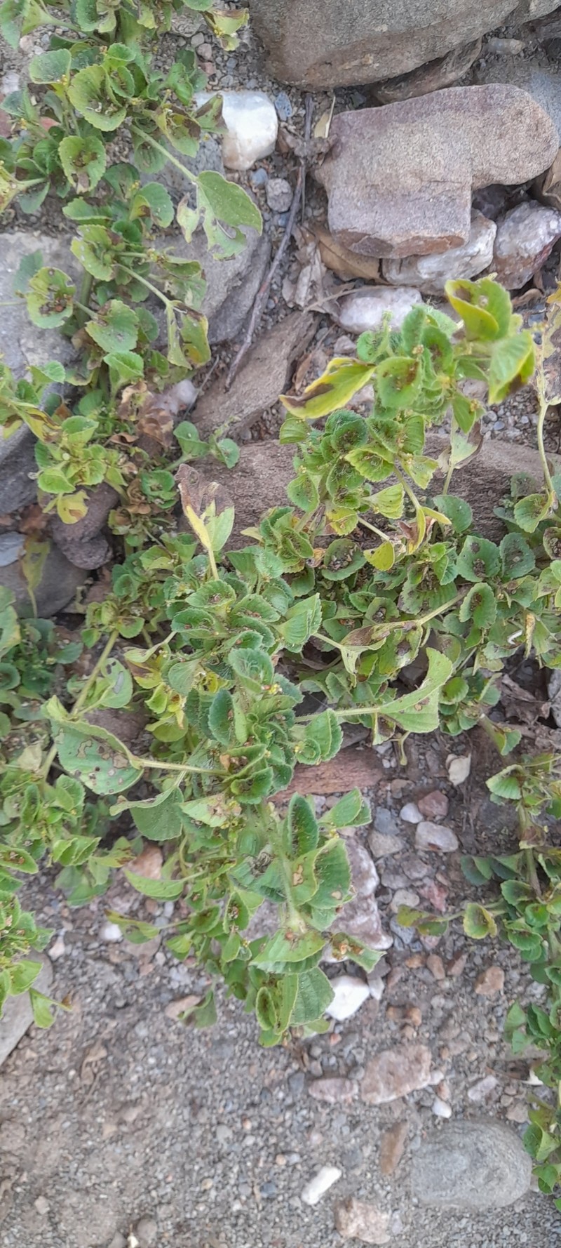 Acalypha segetalis photo 4