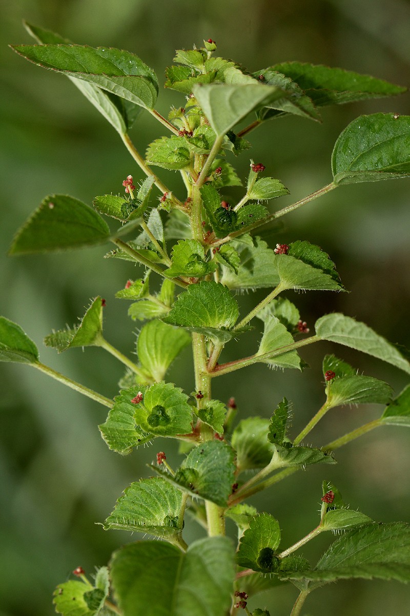 Acalypha segetalis photo 5