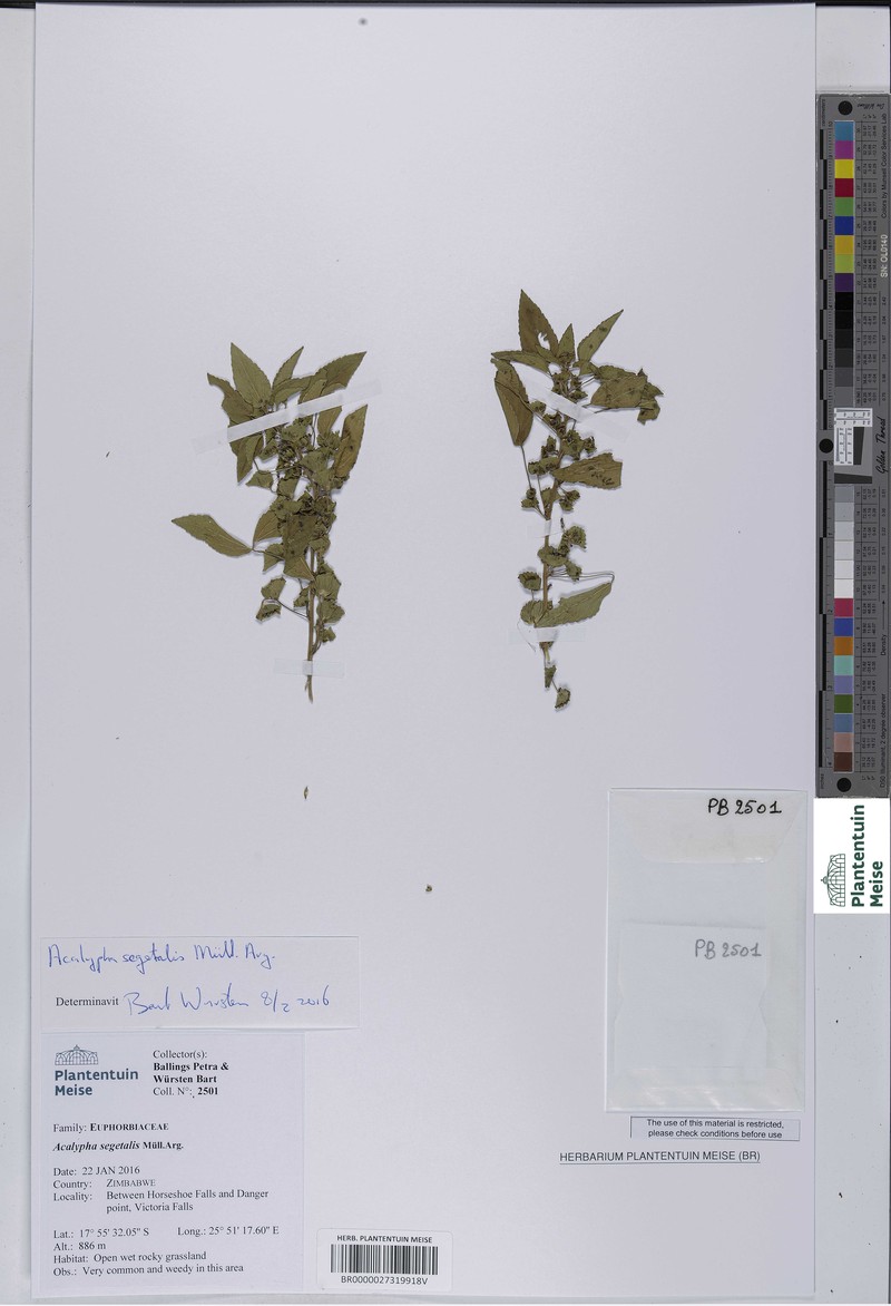 Acalypha segetalis photo 6