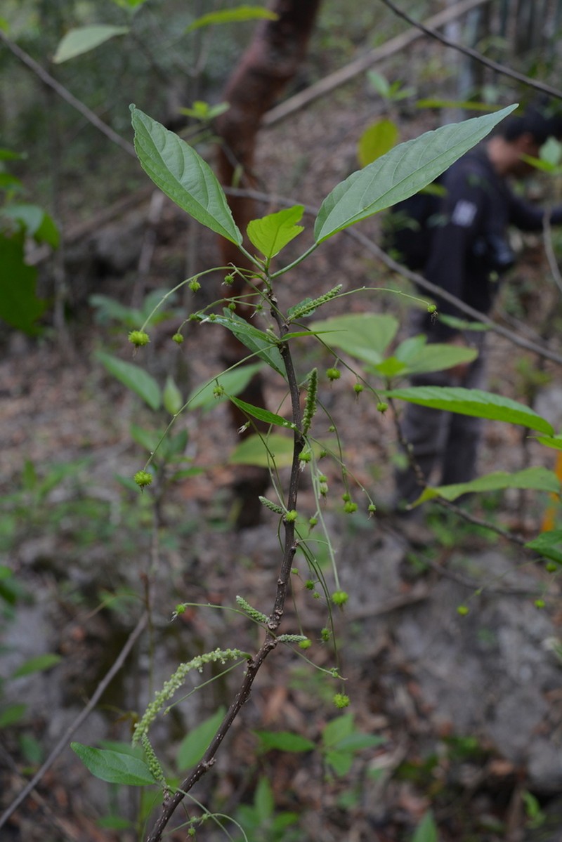 Acalypha seleriana