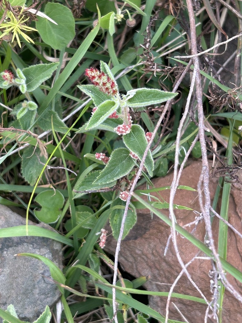 Acalypha senilis